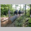 Log was too heavy for two horses so they hooked up all four to pull it out of the woods.